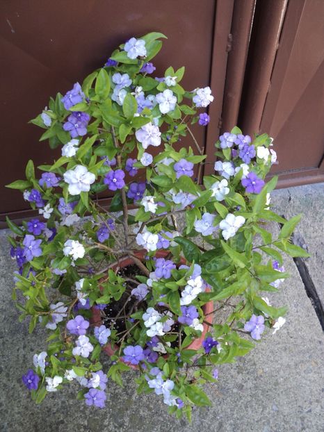 20 iunie 2020,mai frumoasa ca niciodata... - Brunfelsia pauciflora - Ieri-azi-maine