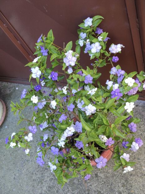  - Brunfelsia pauciflora - Ieri-azi-maine
