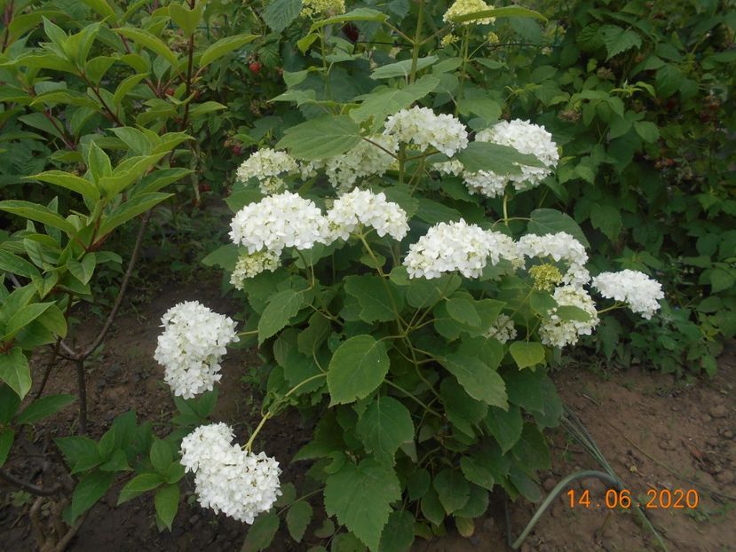  - 1Azalee-rhododendroni-heleborusi-hortensii-hoste 2020