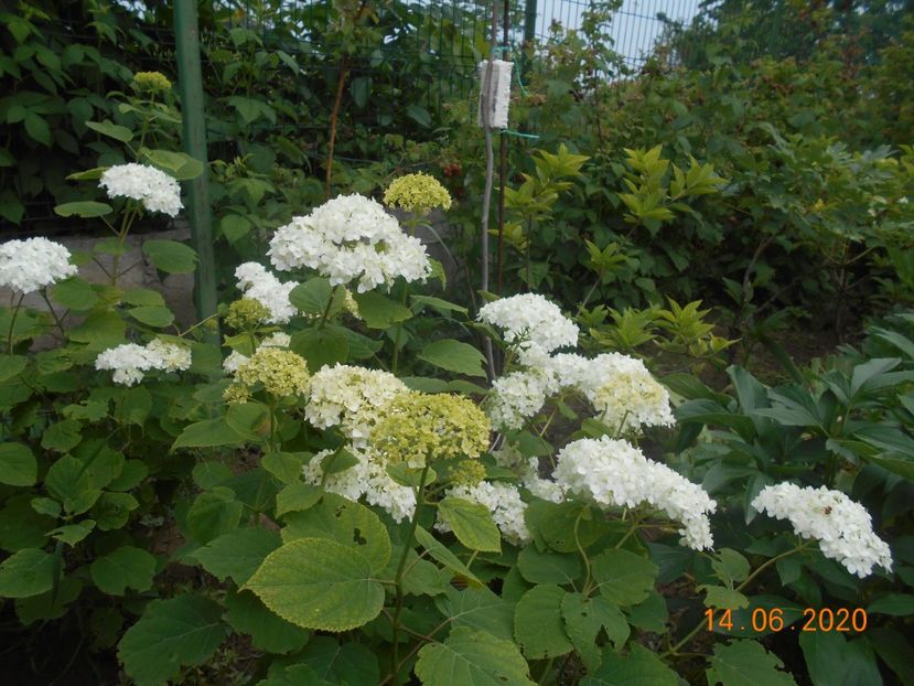  - 1Azalee-rhododendroni-heleborusi-hortensii-hoste 2020