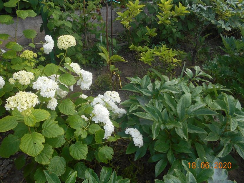  - 1Azalee-rhododendroni-heleborusi-hortensii-hoste 2020