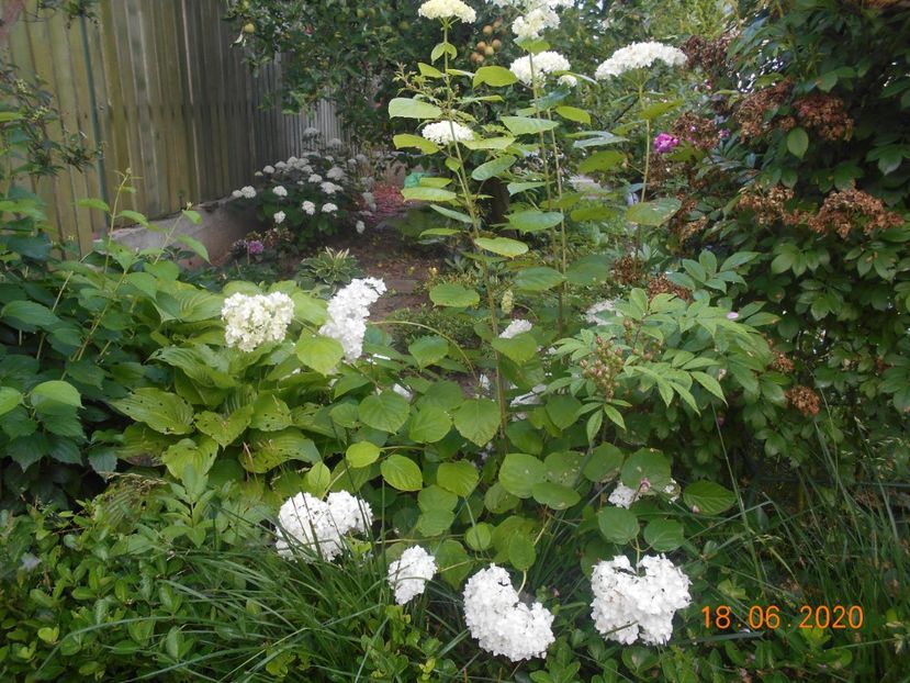  - 1Azalee-rhododendroni-heleborusi-hortensii-hoste 2020