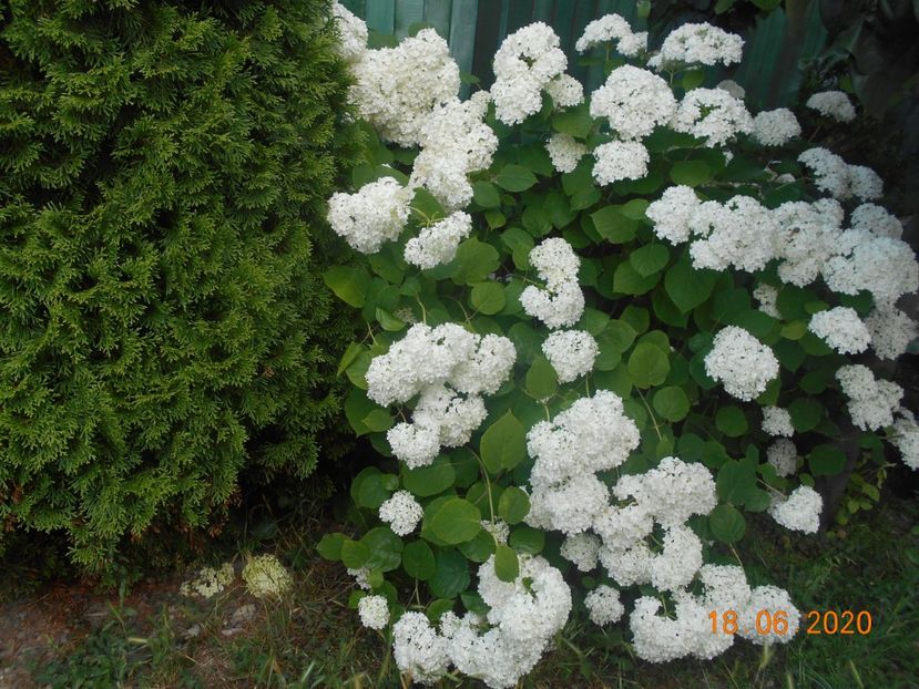  - 1Azalee-rhododendroni-heleborusi-hortensii-hoste 2020