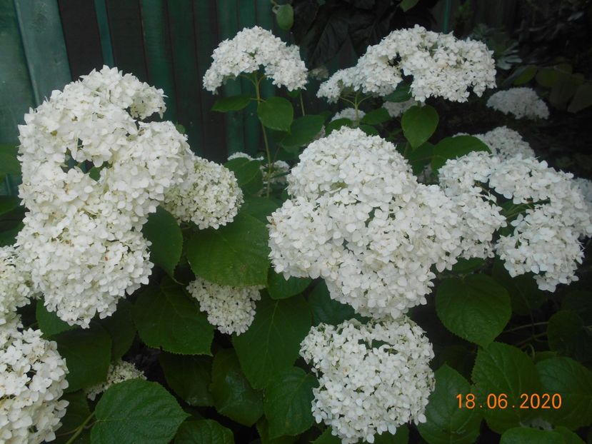  - 1Azalee-rhododendroni-heleborusi-hortensii-hoste 2020