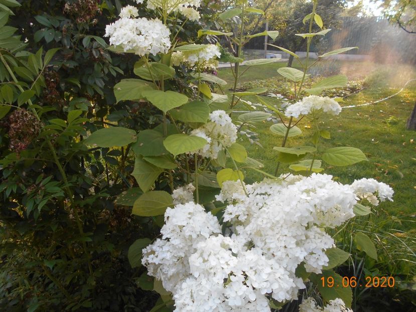  - 1Azalee-rhododendroni-heleborusi-hortensii-hoste 2020