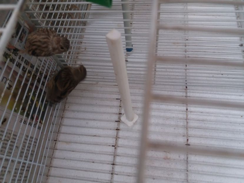  - pui hibrizi petrusi 2020