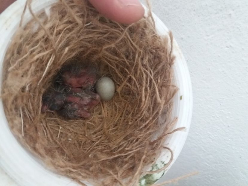  - pui hibrizi canarus 2020