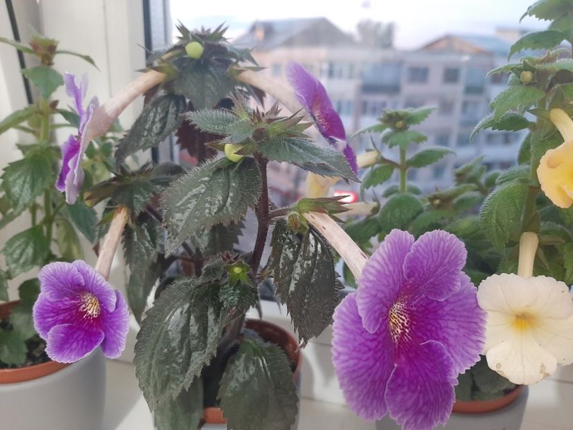  - achimenes-primele incercari
