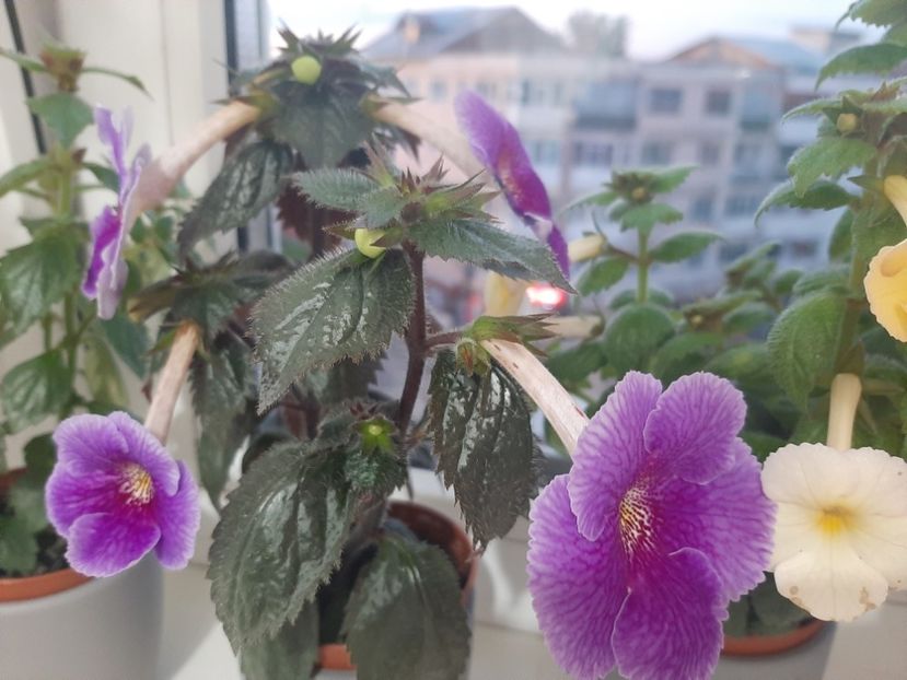  - achimenes-primele incercari
