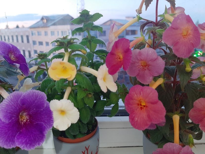  - achimenes-primele incercari