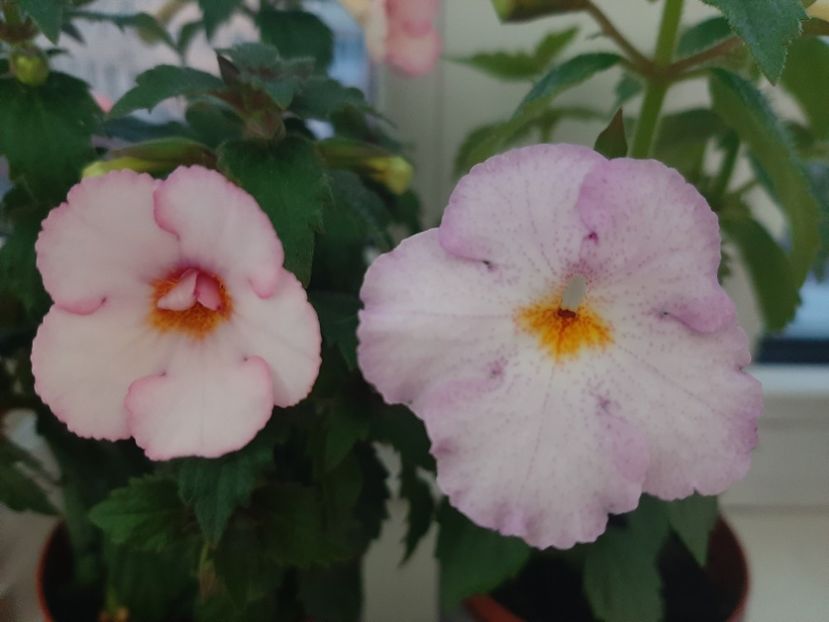  - achimenes-primele incercari