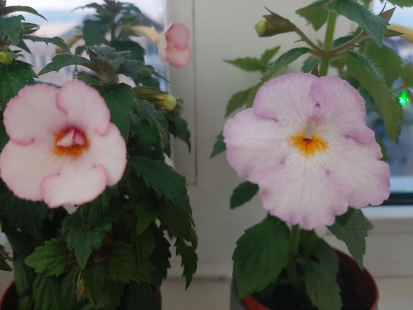  - achimenes-primele incercari