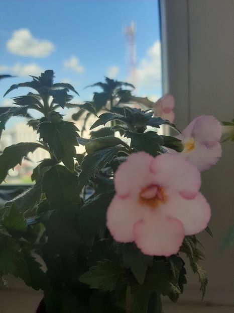  - achimenes-primele incercari