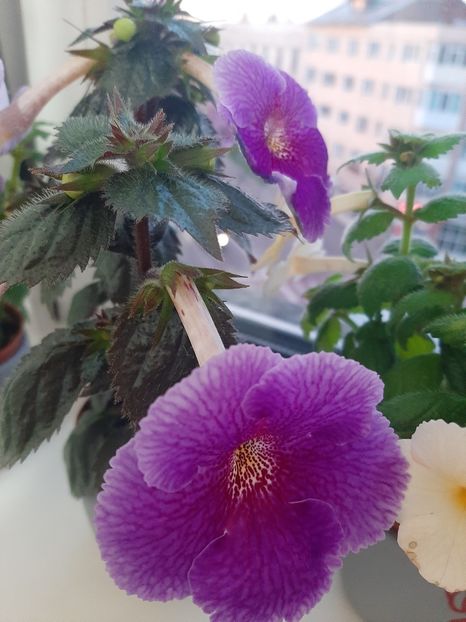  - achimenes-primele incercari