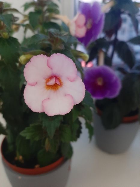  - achimenes-primele incercari
