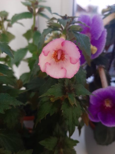  - achimenes-primele incercari