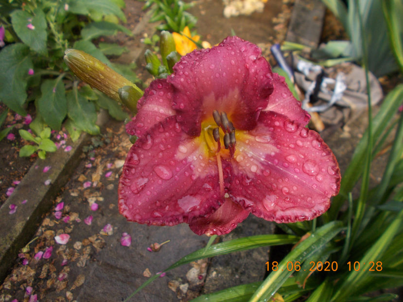 Acs-all-9-naughty red-14 - HEMEROCALLISI DISPONIBILI-2023