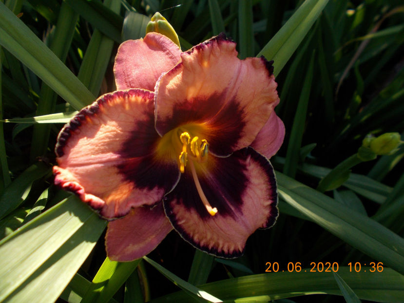 adamas-14 - Hemerocallisi disponibili -2021