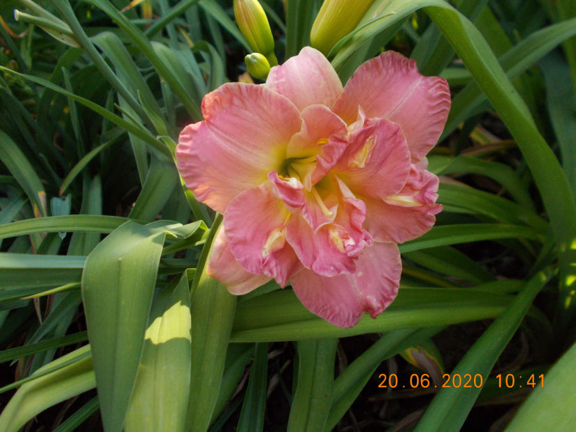 lacy  dolly-15epuizat - Hemerocallisi disponibili -2021