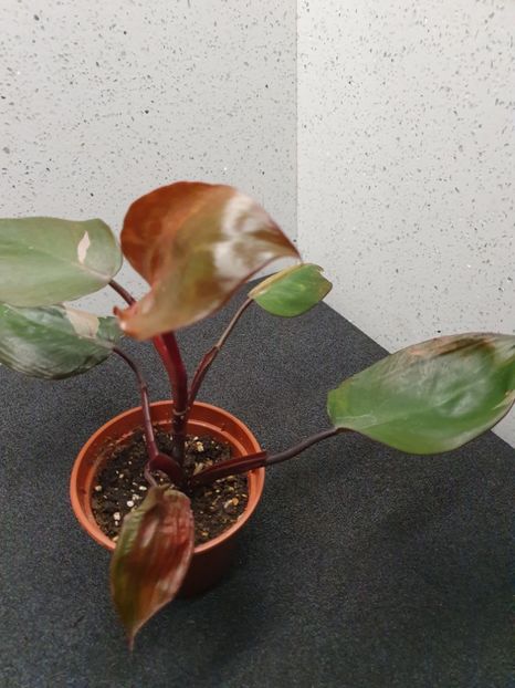 0 - Philodendron PINK PRINCESS