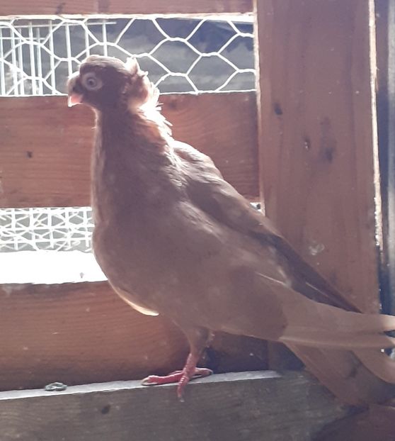  - 8-Jucatorii de Ardeal vechi