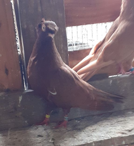  - 8-Jucatorii de Ardeal vechi