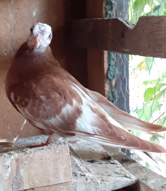  - 8-Jucatorii de Ardeal vechi