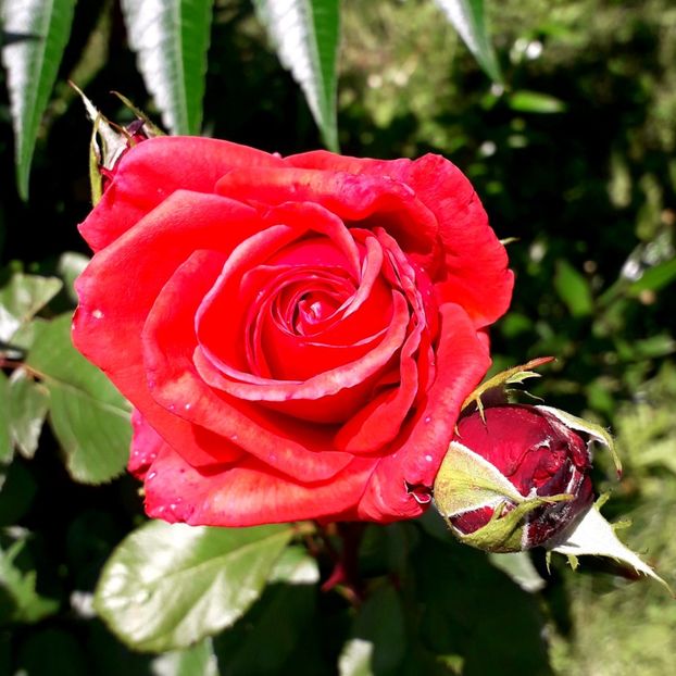  - TRANDAFIRI_2020_2024