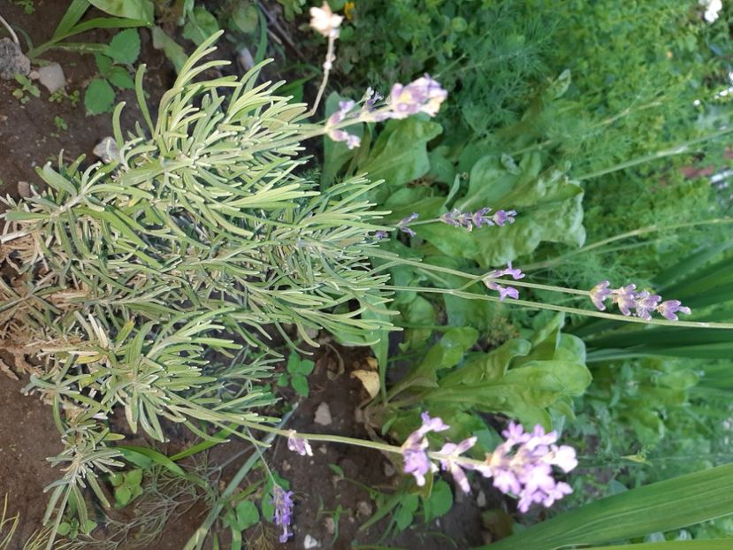  - La țară în iunie 2020