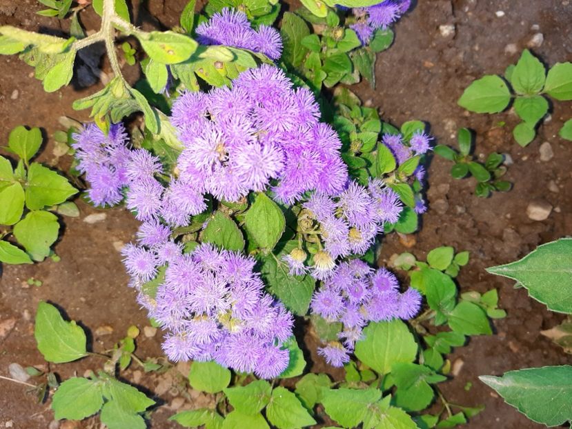  - La țară în iunie 2020