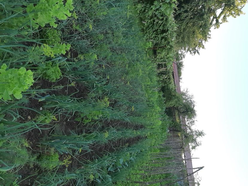  - La țară în iunie 2020