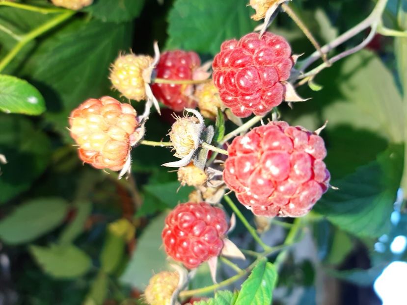  - La țară în iunie 2020