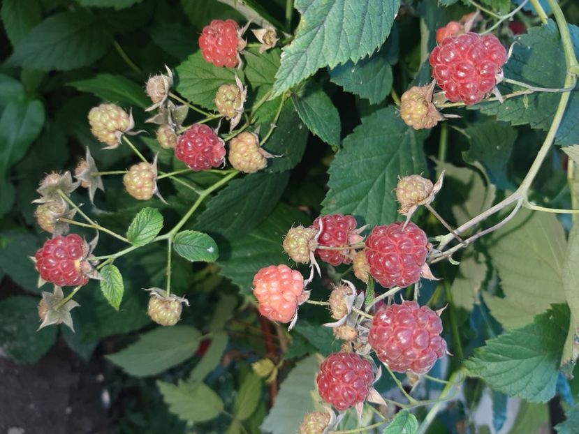  - La țară în iunie 2020