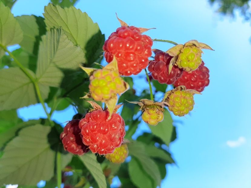  - La țară în iunie 2020