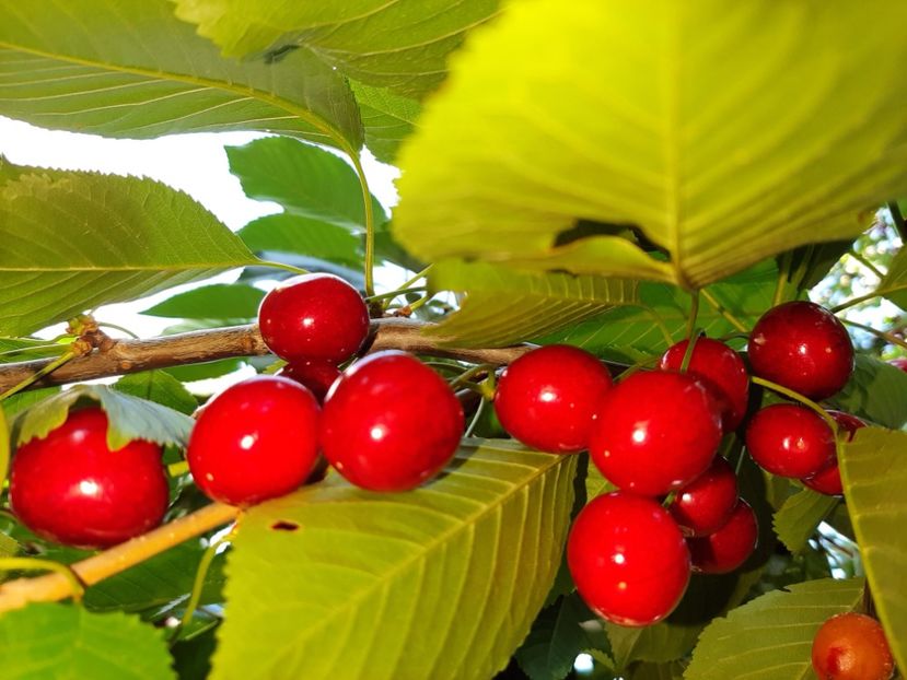  - La țară în iunie 2020