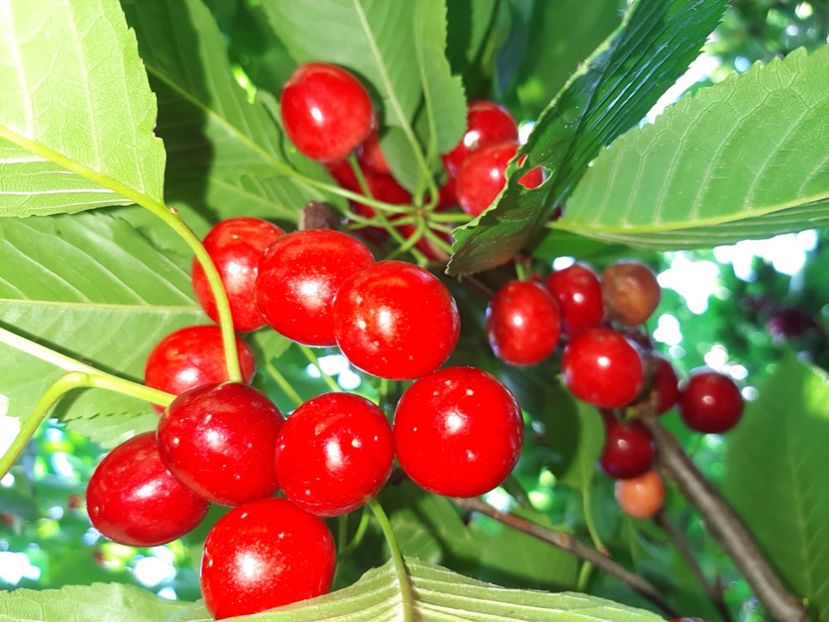  - La țară în iunie 2020