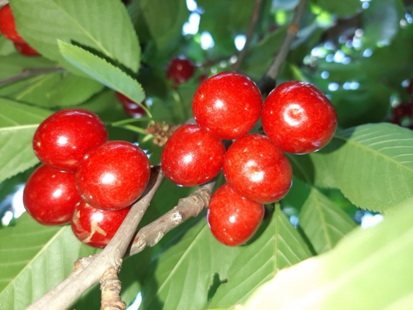  - La țară în iunie 2020