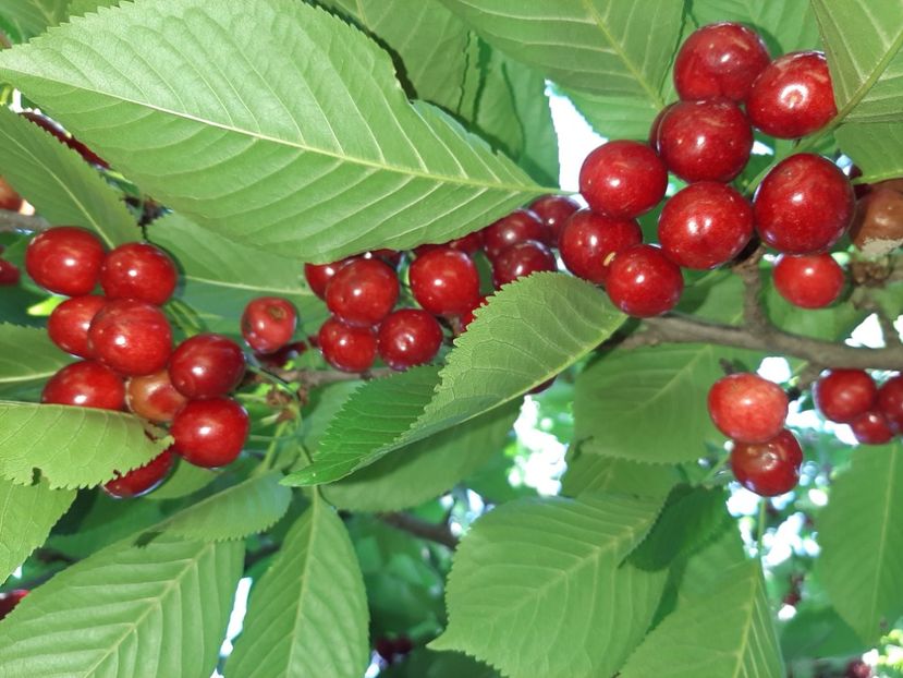  - La țară în iunie 2020