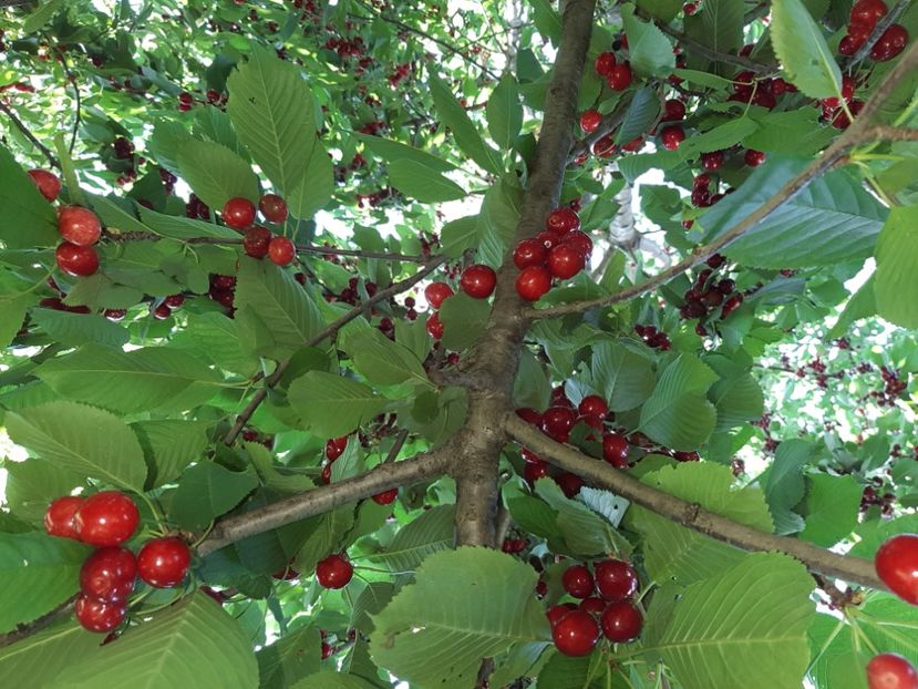  - La țară în iunie 2020