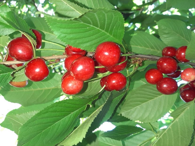  - La țară în iunie 2020