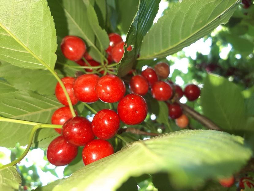  - La țară în iunie 2020