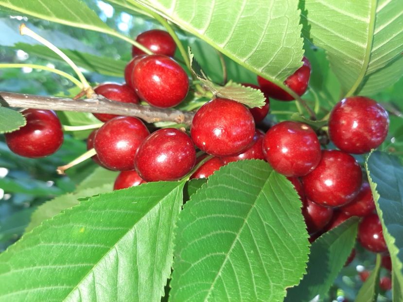  - La țară în iunie 2020