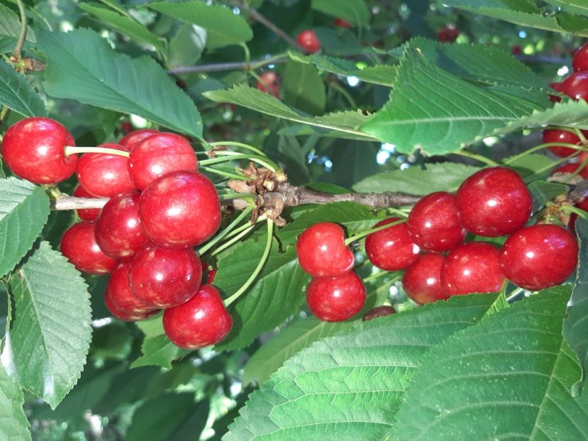  - La țară în iunie 2020