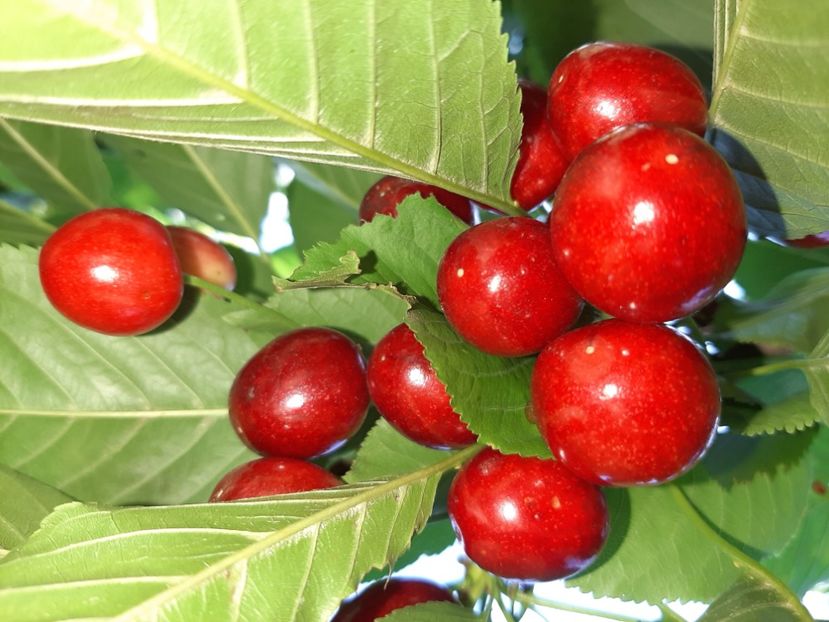  - La țară în iunie 2020