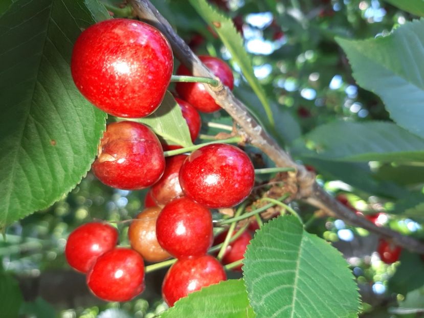  - La țară în iunie 2020