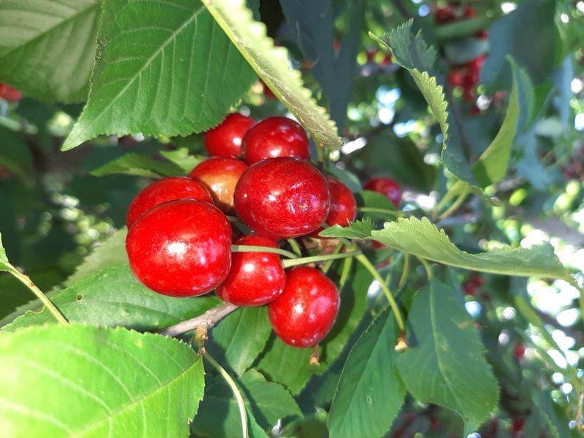  - La țară în iunie 2020