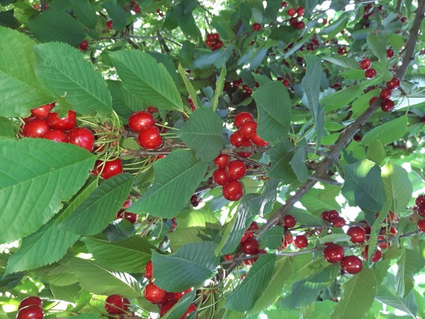  - La țară în iunie 2020