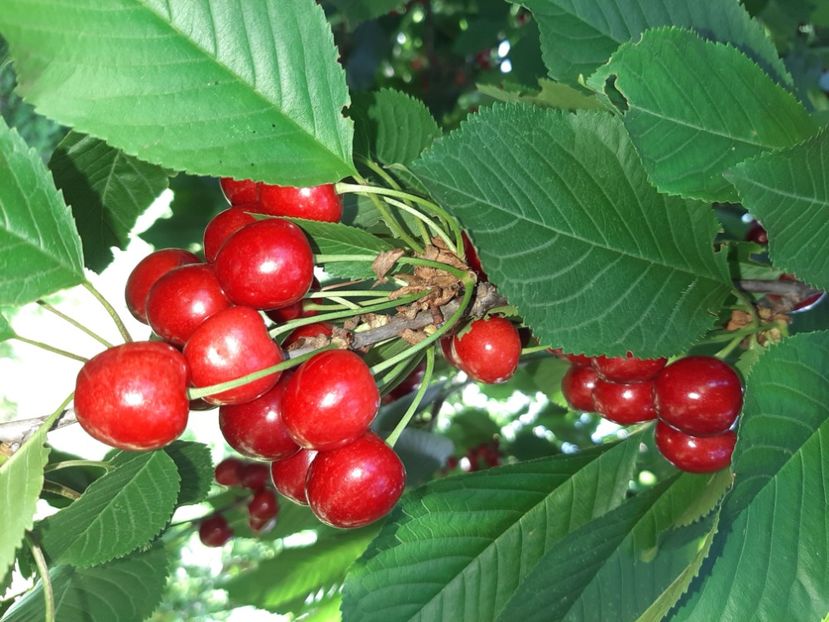  - La țară în iunie 2020