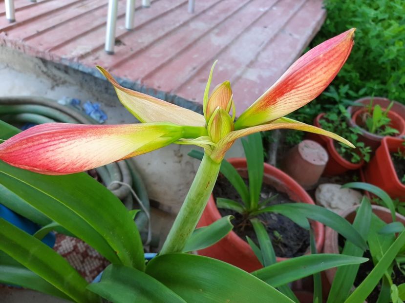  - La țară în iunie 2020