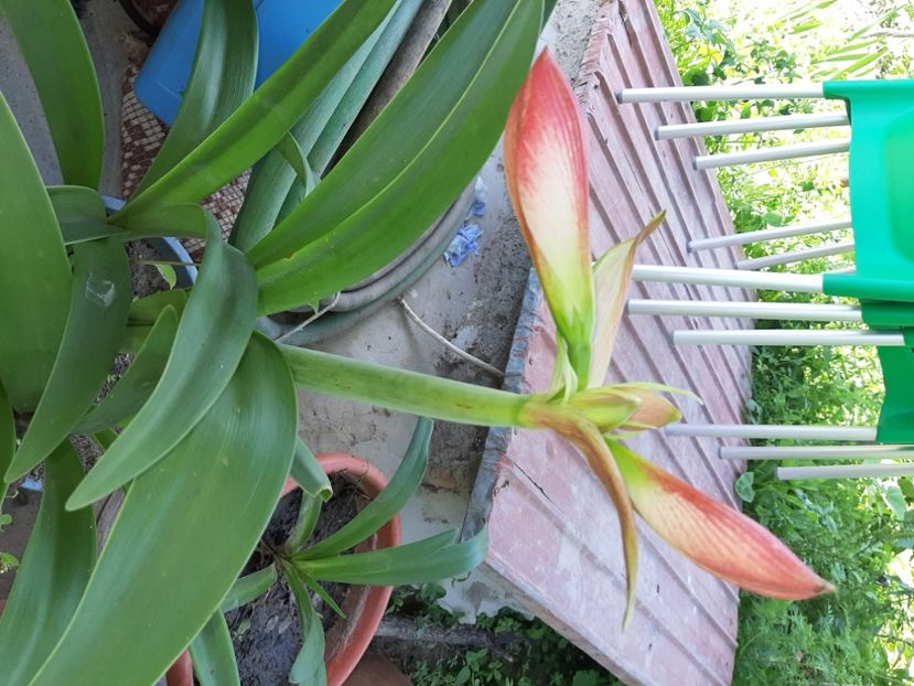  - La țară în iunie 2020